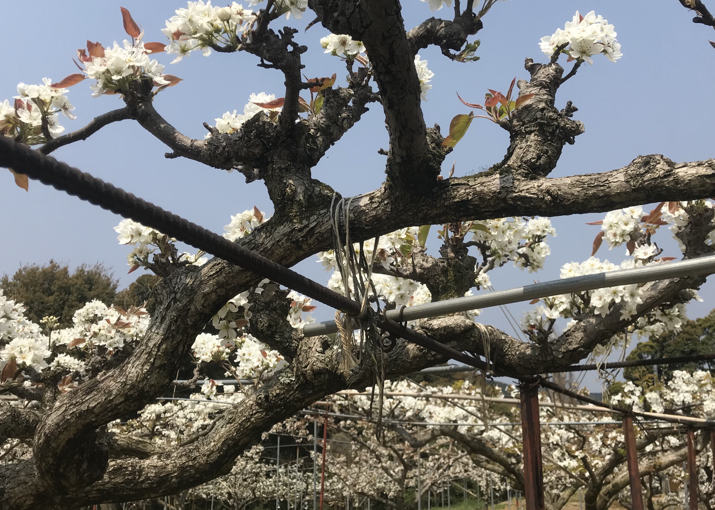 お花見🌸
