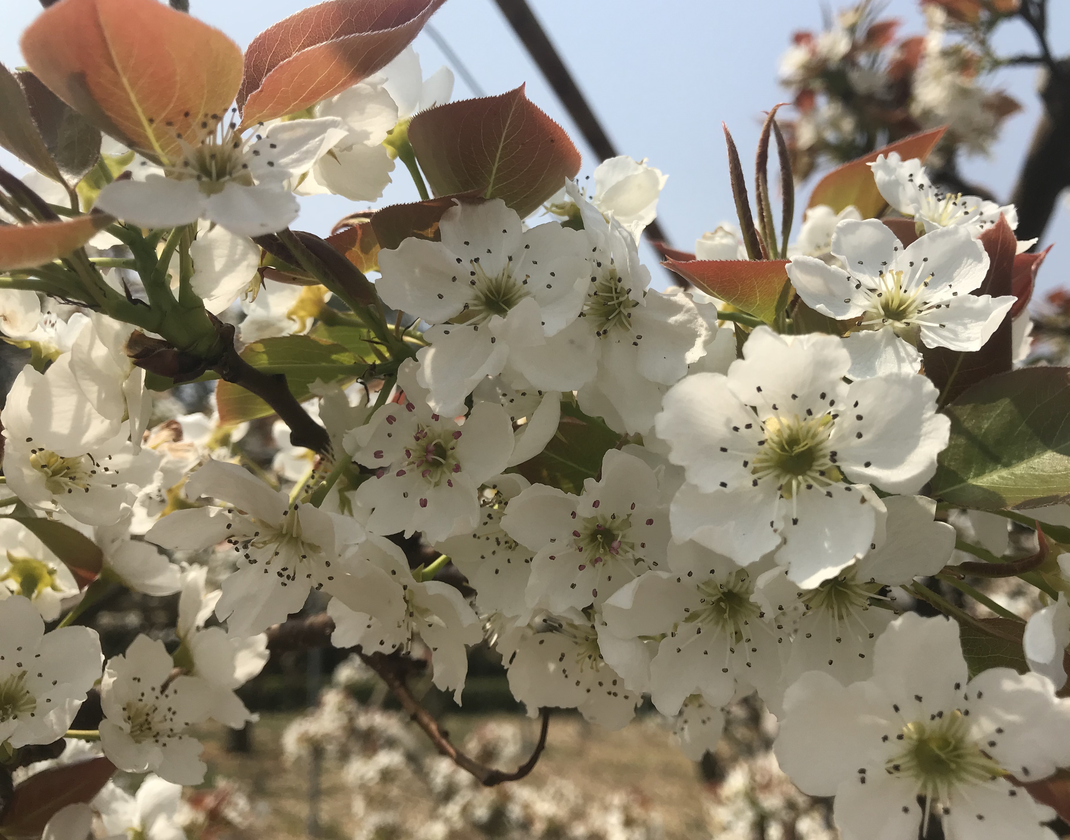 お花見🌸