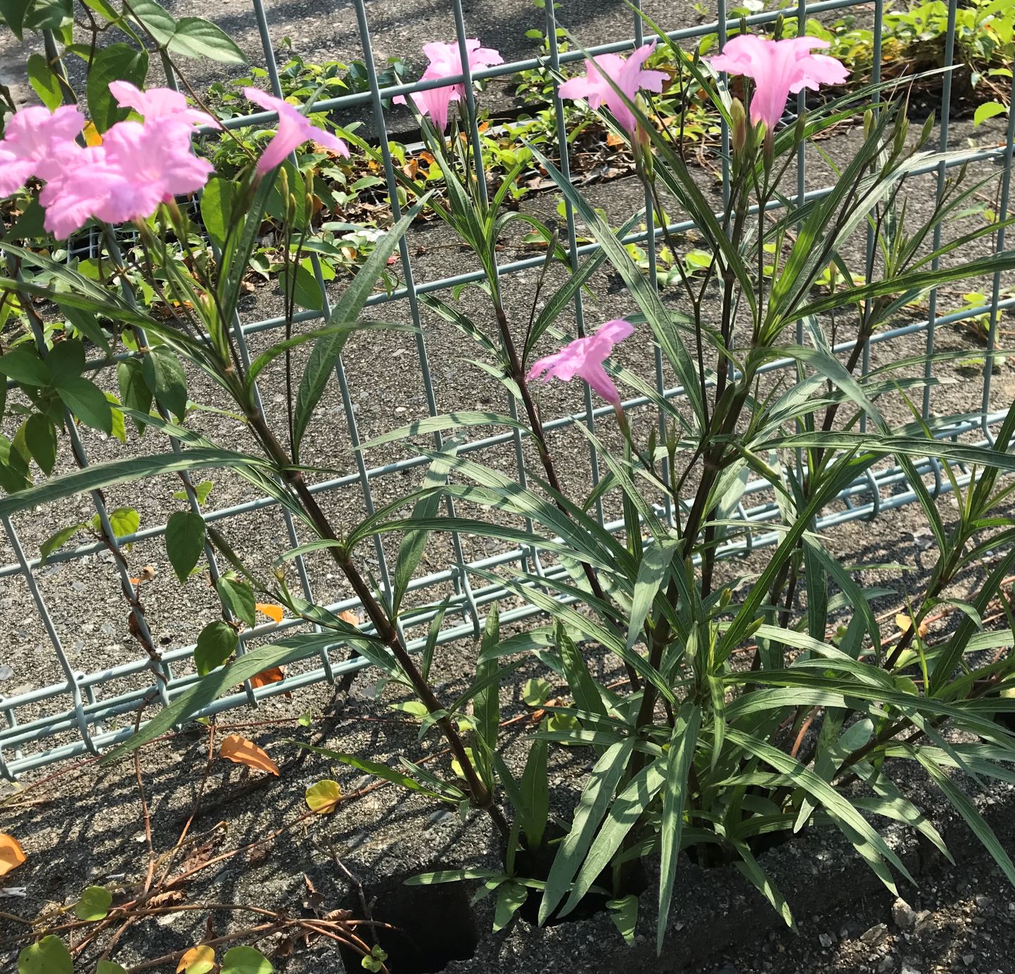 頑張れ❣️