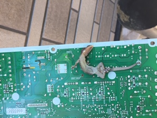 招かれざる客‼️
