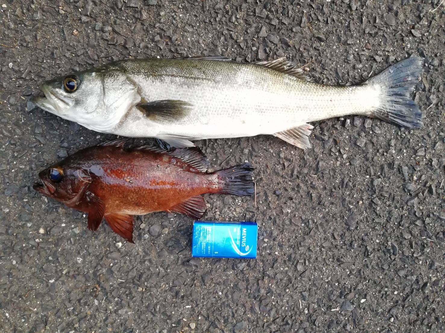 磯釣り
