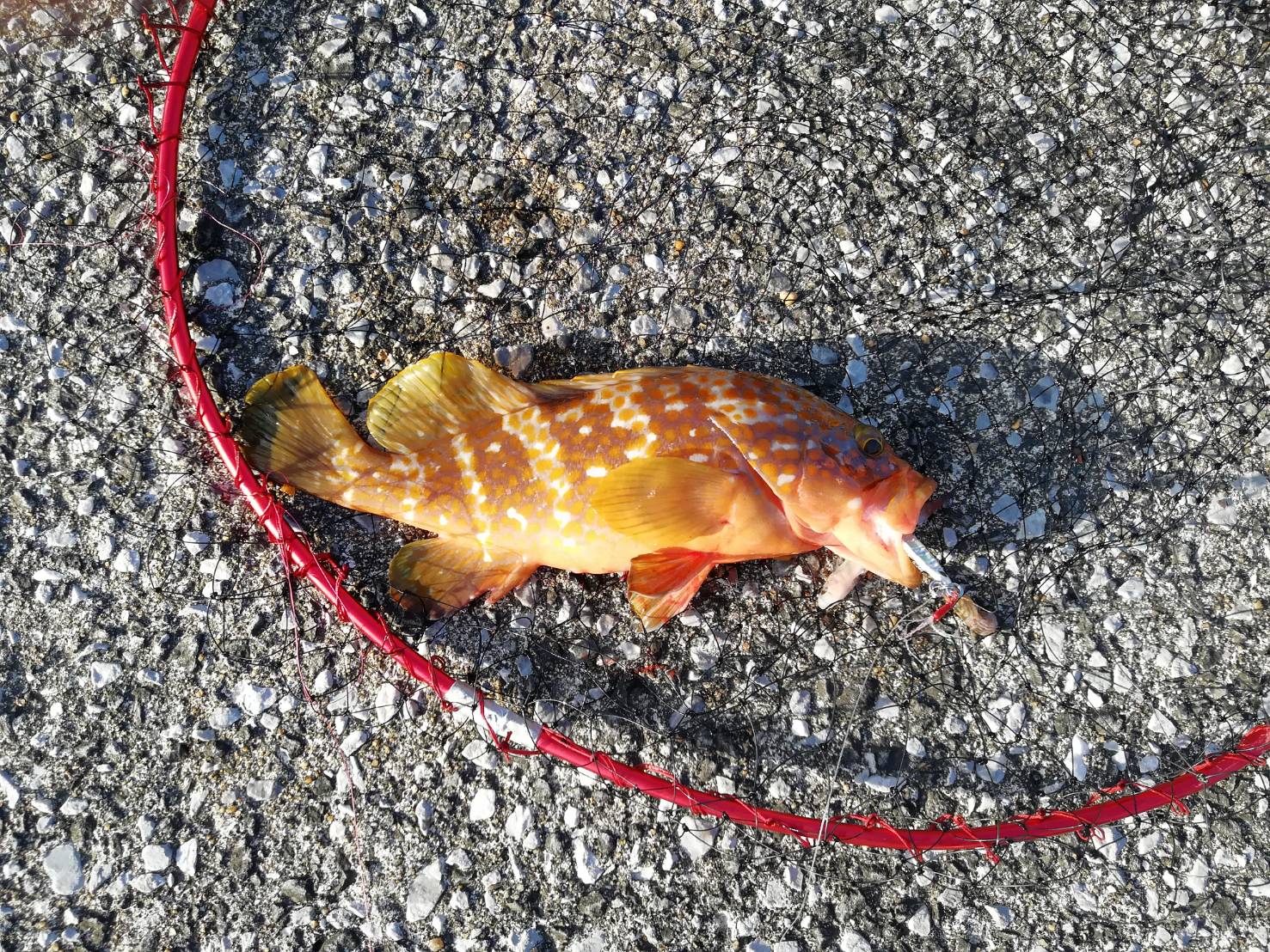 磯釣り