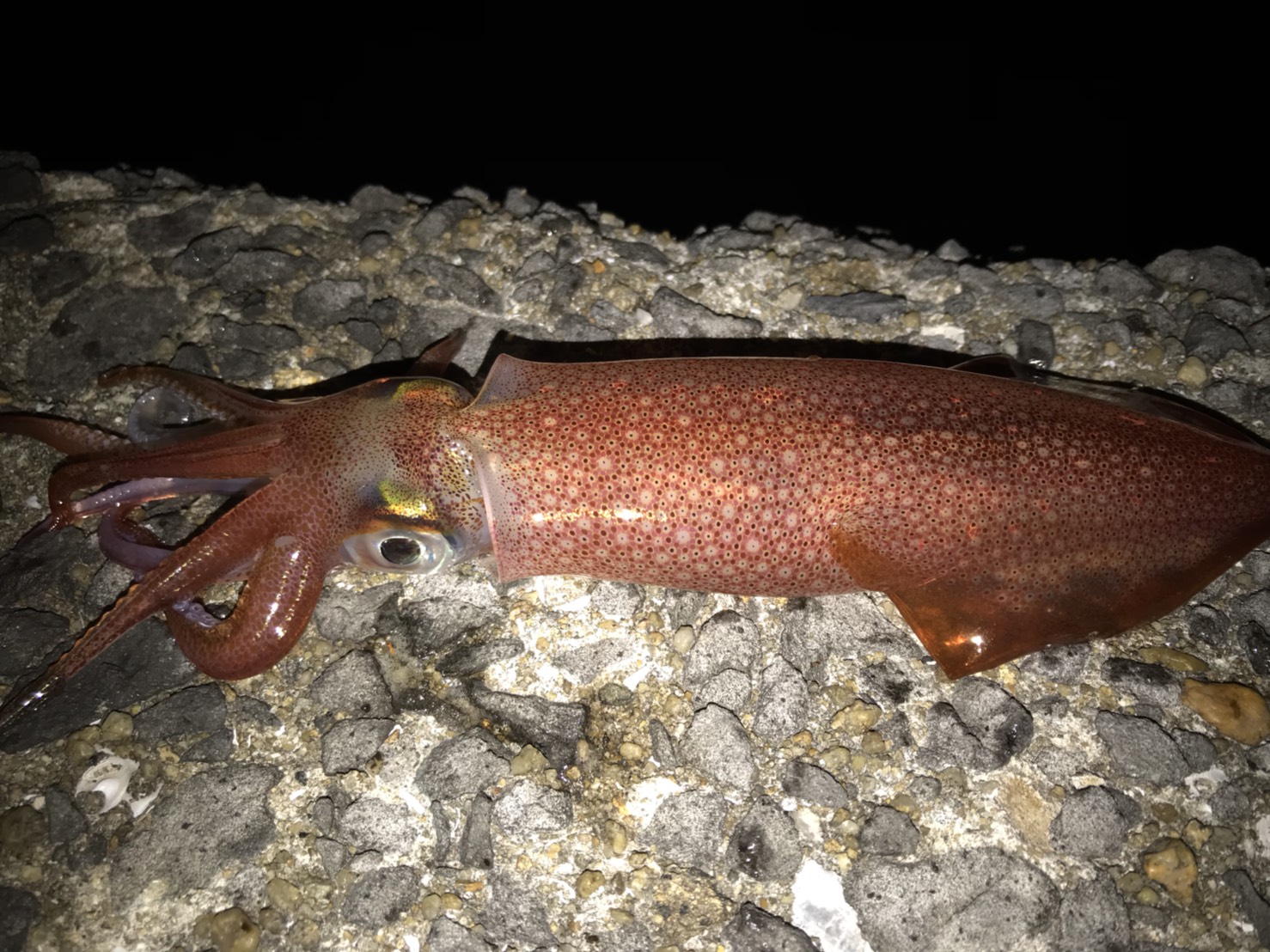 磯釣り