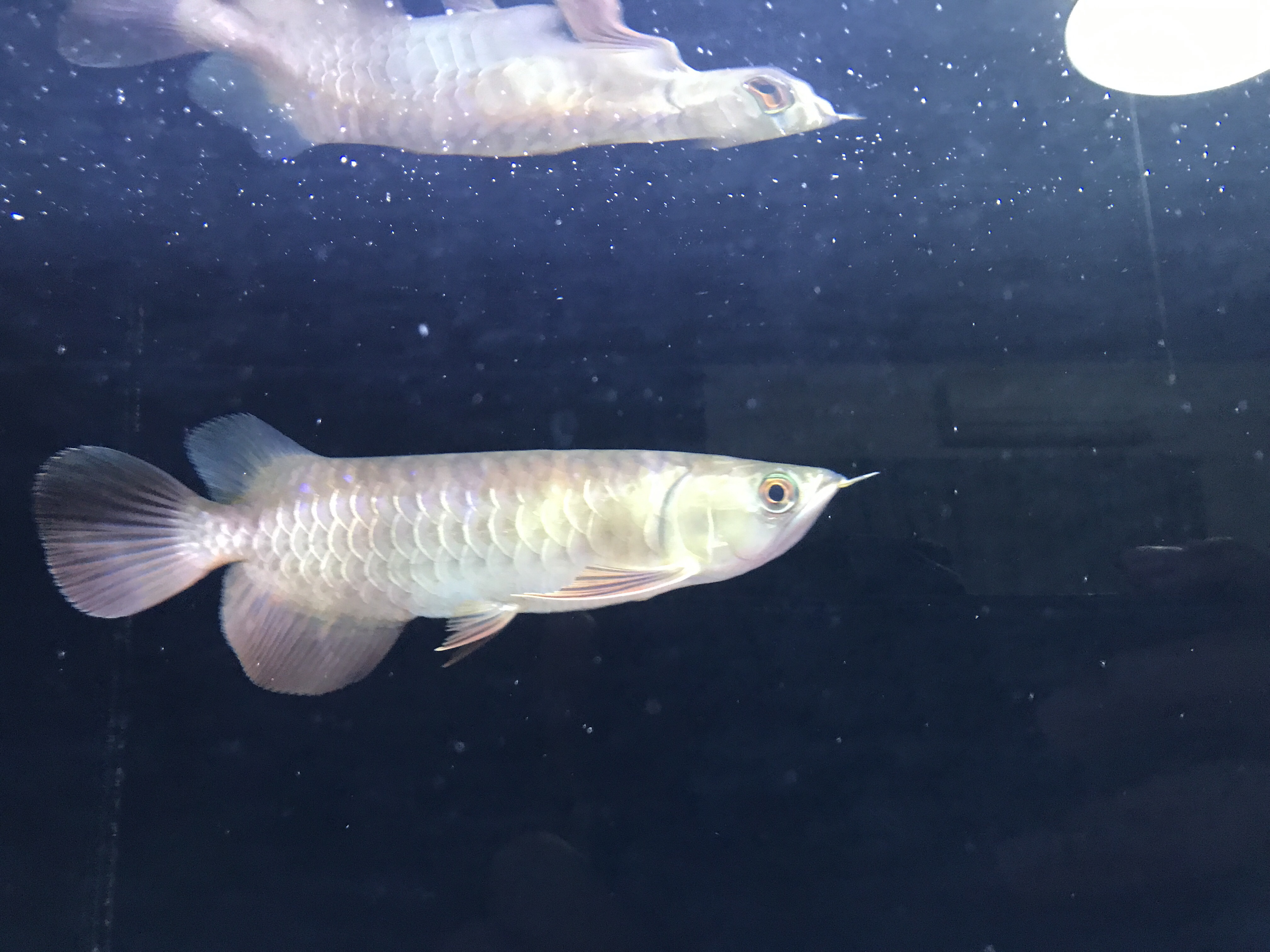 磯釣り