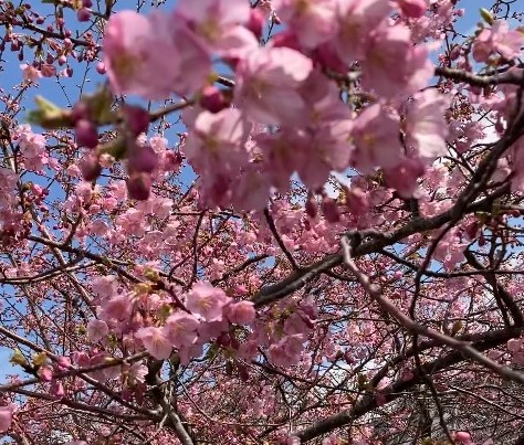 春🌸