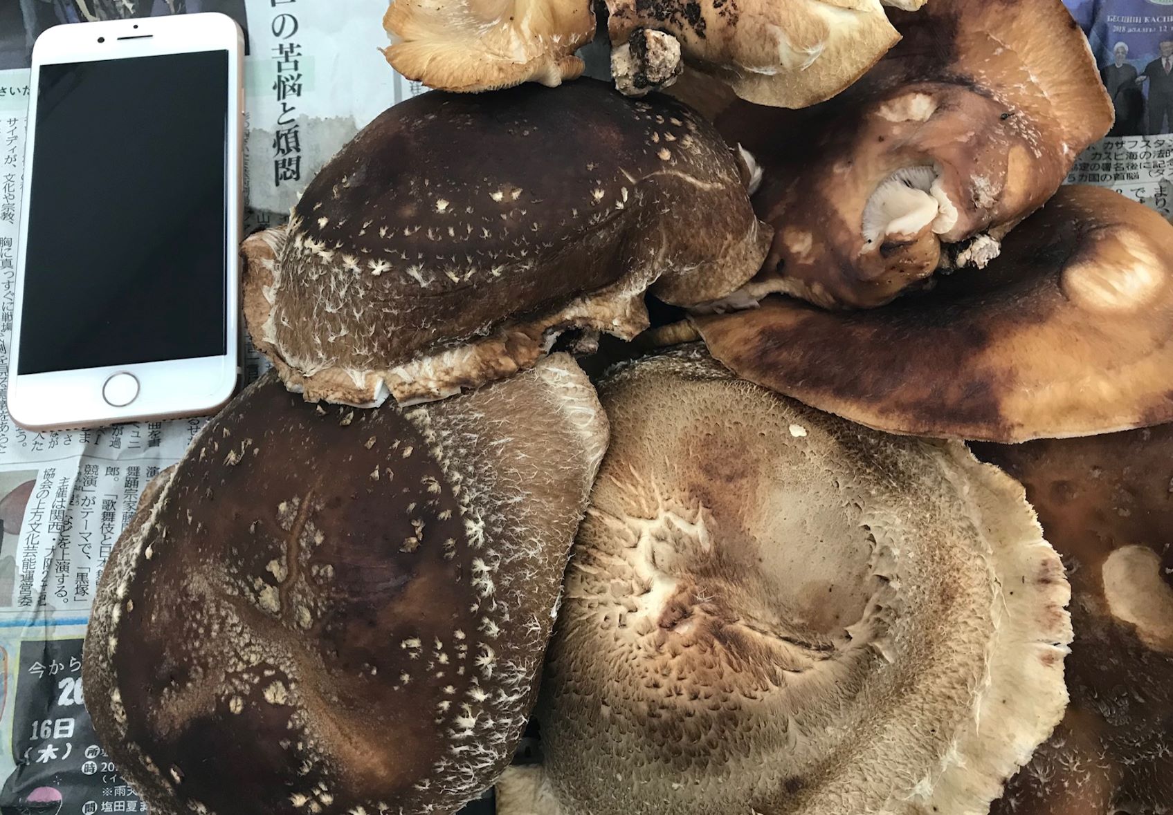 特別な椎茸🍄